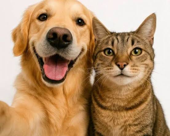 Pet Supply and Food