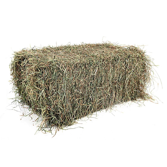 Rectangular Bermuda hay bale on a white background.