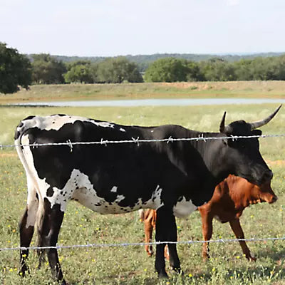 Cattle standing behind a barbed wire fence in a pasture