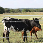 Cattle standing behind a barbed wire fence in a pasture