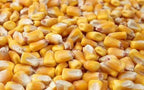 Close-up of yellow whole corn kernels for poultry and livestock feed.