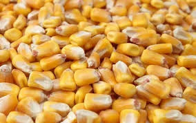 Close-up of yellow whole corn kernels for poultry and livestock feed.