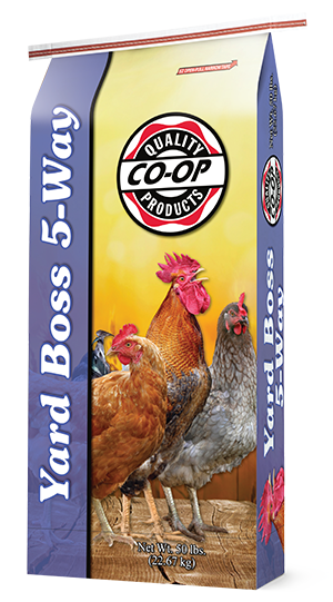 Co-op Yard Boss 5-Way poultry scratch feed in a 50 lb yellow and purple bag featuring chickens.⠋

