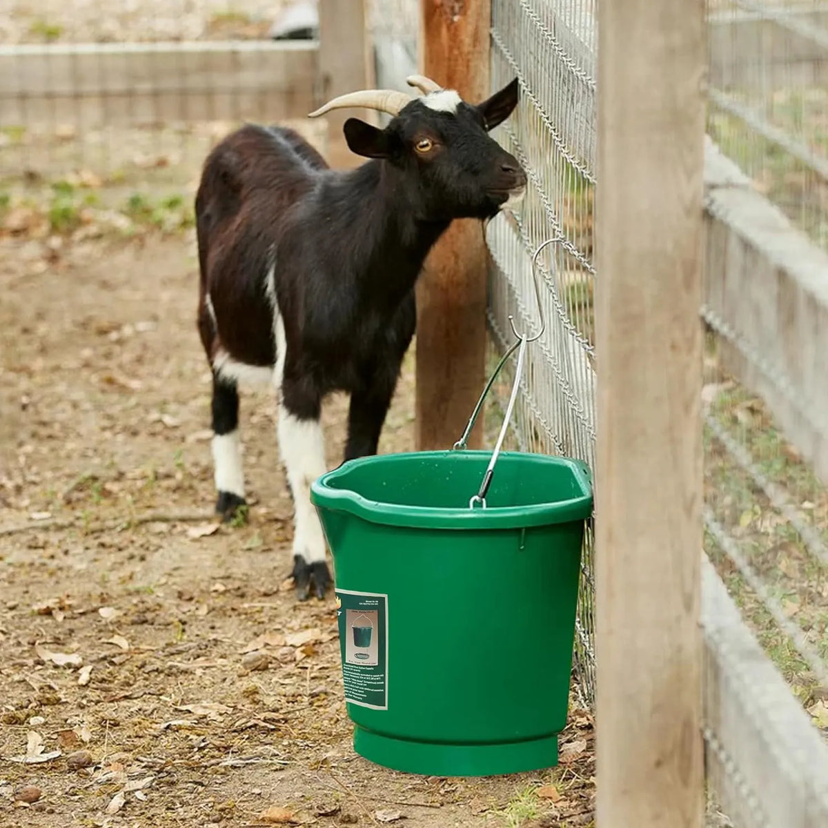 Goat beside a green heated bucket on a fence