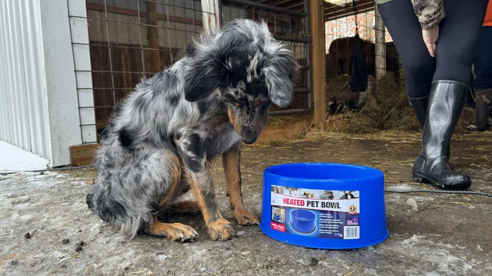 Dog sitting beside a blue Heated Pet Bowl