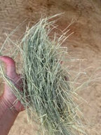 Hand holding a handful of Bermuda hay above a dirt floor.