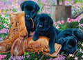 Black Lab Puppies (tray)