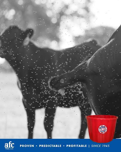 Cattle surrounded by flies with a red CO-OP supplement tub in the foreground.