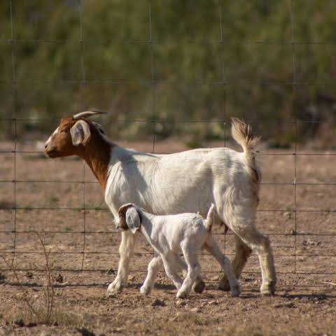 Brown-headed white adult goat walking with a white kid beside a wire fence