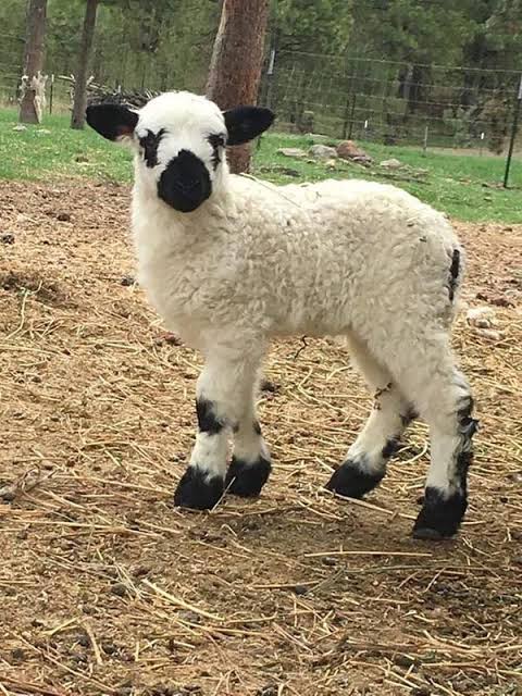 White lamb with black ears, muzzle, and leg markings standing on straw