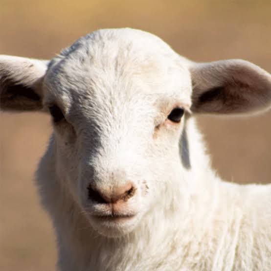 Close-up of a white lamb facing the camera