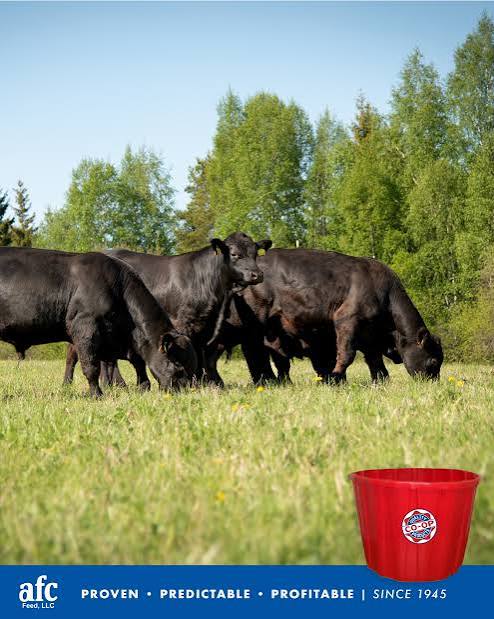 Black cattle grazing in a green pasture with a red CO-OP supplement tub pictured in the foreground.