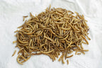 Natural dried mealworms used as a protein-rich chicken treat
