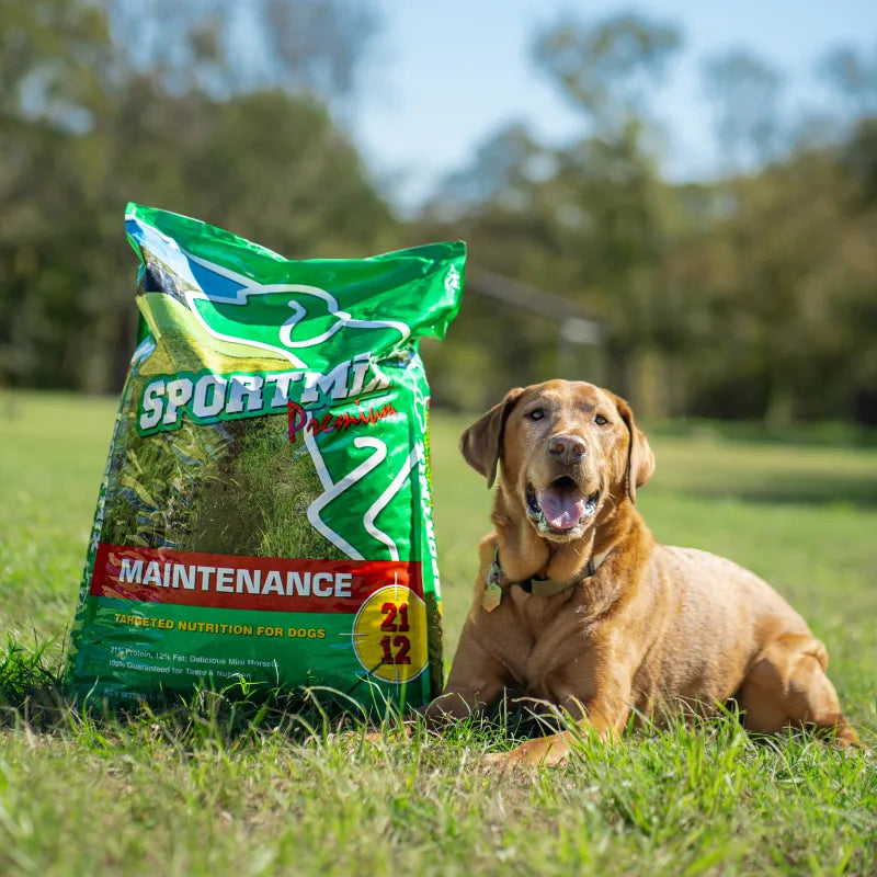 A tan dog lying in the grass beside a green Sportmix Maintenance Adult Mini Chunk 21/12 bag on a sunny lawn.