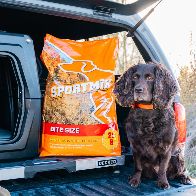 Brown spaniel sitting next to a 40 lb bag of Sportmix Bite Size dog food in a truck bed