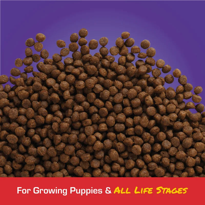 Kibble close-up: Small brown Sportmix Puppy Small Bites kibble on a purple background, for growing puppies and all life stages