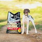 A German shorthaired pointer standing beside a bag of Sportmix Energy Plus dog food on a dirt path outdoors